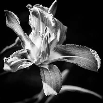 Orange day lilly BW